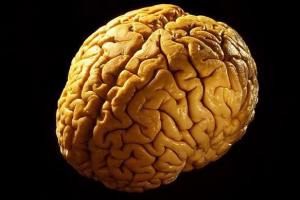Функции коры головного мозга человека Строение и кровоснабжение