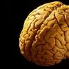 Функции коры головного мозга человека Строение и кровоснабжение