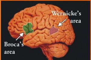 Функции и строение коры головного мозга Функции основных зон полушарий большого мозга