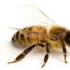 Апитерапия (лечение пчелами), в чем польза для организма